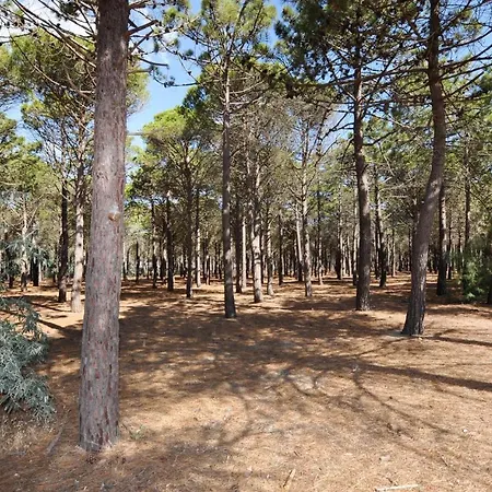 Apartment 1 Bedroom Pet Friendly In